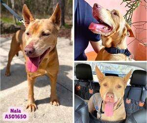 German Shepherd Dog-Unknown Mix Dogs for adoption in San Antonio, TX, USA