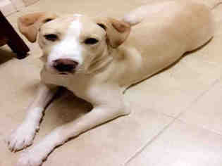 Great Dane-Labrador Retriever Mix Dogs for adoption in Waynesville, NC, USA