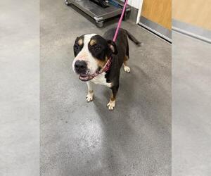 Bull Terrier-Unknown Mix Dogs for adoption in Forestville, MD, USA