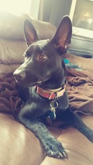 Medium Photo #1 Basenji-Labrador Retriever Mix Puppy For Sale in Princeton, MN, USA