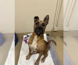 Mastiff-Unknown Mix Dogs for adoption in Chula Vista, CA, USA