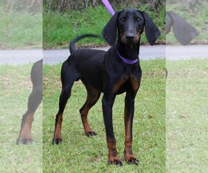 Black and Tan Coonhound Dogs for adoption in Prattville, AL, USA
