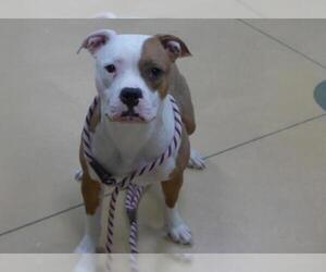 Bullboxer Pit Dogs for adoption in Minneapolis, MN, USA