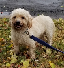 Poodle (Standard)-Unknown Mix Dogs for adoption in Perth Amboy, NJ, USA