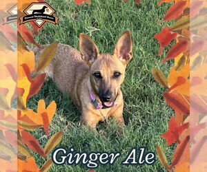 Dachshund-Unknown Mix Dogs for adoption in San Antonio, TX, USA