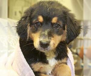 Australian Shepherd-Unknown Mix Dogs for adoption in Woodside, NY, USA