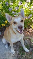 Alaskan Husky-Unknown Mix Dogs for adoption in Millville, NJ, USA