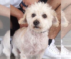 Mutt Dogs for adoption in Carrollton, TX, USA