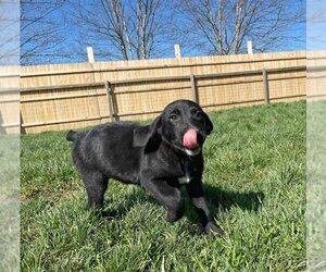 Lab-Pointer Dogs for adoption in Aurora, IN, USA
