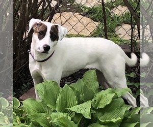 Small Jack Russell Terrier-Pointer Mix