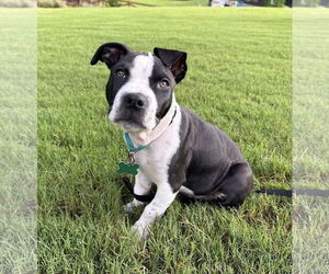 Mutt Dogs for adoption in Greenville, SC, USA