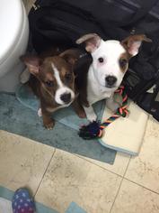 Australian Kelpie Dogs for adoption in Bronx, NY, USA