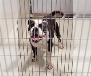 Bulldog Dogs for adoption in Bakersfield, CA, USA