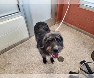 Bearded Collie-Unknown Mix Dogs for adoption in Pueblo, CO, USA