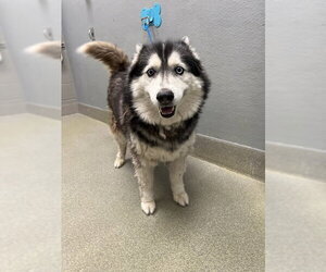 Siberian Husky-Unknown Mix Dogs for adoption in Las Vegas, NV, USA