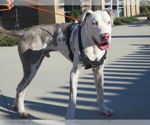 Great Dane Dogs for adoption in Orange, CA, USA