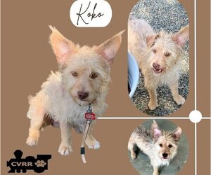 Norwich Terrier-Unknown Mix Dogs for adoption in Lindsay, CA, USA