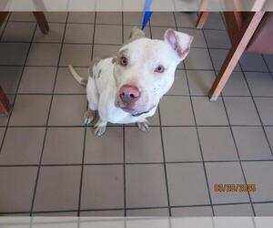 Staffordshire Bull Terrier Dogs for adoption in Ocala, FL, USA