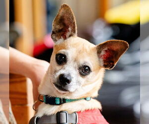 Chihuahua Dogs for adoption in Ellijay, GA, USA