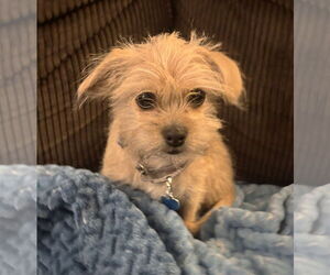 Chihuahua-Unknown Mix Dogs for adoption in Boonton, NJ, USA