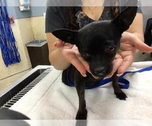 Chihuahua Dogs for adoption in Riverside, CA, USA