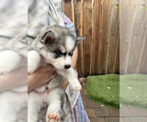 Alusky Dogs for adoption in Campbell, CA, USA