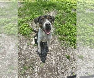 Mutt Dogs for adoption in Abbeville, LA, USA