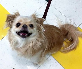 Cheeks Dogs for adoption in Buffalo, NY, USA