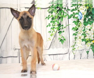 Mutt Dogs for adoption in Oroville, CA, USA