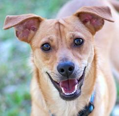 Chihuahua-Labrador Retriever Mix Dogs for adoption in San Antonio, TX, USA