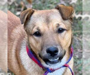 Chinese Shar-Pei-German Shepherd Dog Mix Dogs for adoption in Yardley, PA, USA