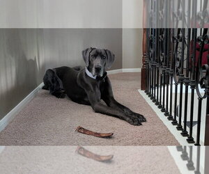 Great Dane Dogs for adoption in Bullard, TX, USA