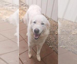 Great Pyrenees Dogs for adoption in Athens, AL, USA