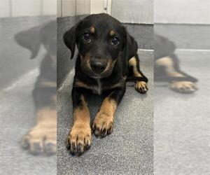Labrador Retriever-Unknown Mix Dogs for adoption in San Antonio, TX, USA