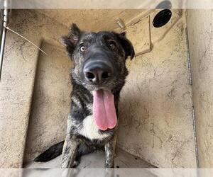 German Shepherd Dog-Unknown Mix Dogs for adoption in Oklahoma City, OK, USA