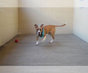 American Staffordshire Terrier-Unknown Mix Dogs for adoption in McKinney, TX, USA