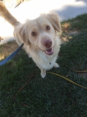 Small Pembroke Welsh Corgi Mix