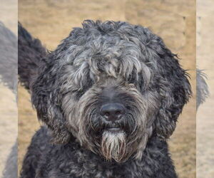 Golden Retriever-Unknown Mix Dogs for adoption in Huntley, IL, USA