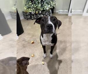 American Staffordshire Terrier-Unknown Mix Dogs for adoption in San Antonio, TX, USA