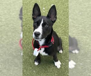Mutt Dogs for adoption in Fort Lauderdale, FL, USA