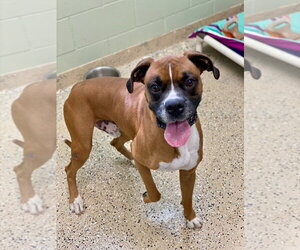 Boxer Dogs for adoption in Austin, TX, USA