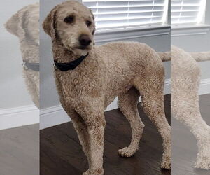 Poodle (Standard) Dogs for adoption in McKinney, TX, USA