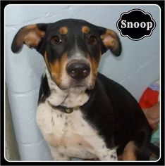 Treeing Walker Coonhound Dogs for adoption in Sautee Nacoochee, GA, USA