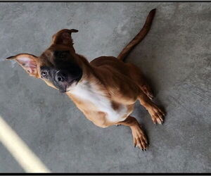 Black Mouth Cur-Boxer Mix Dogs for adoption in Decatur, IL, USA
