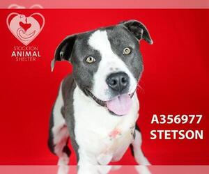 American Pit Bull Terrier Dogs for adoption in Stockton, CA, USA