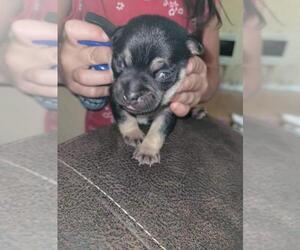 Chug Dogs for adoption in Winder, GA, USA