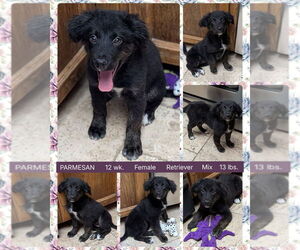 Mutt Dogs for adoption in Mesa, AZ, USA