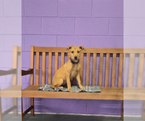 Labrador Retriever-Unknown Mix Dogs for adoption in Genesee, WI, USA