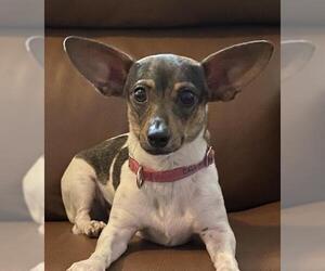 Rat Terrier Dogs for adoption in Tampa, FL, USA