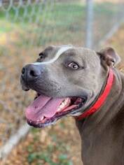American Pit Bull Terrier-Unknown Mix Dogs for adoption in Vancouver, WA, USA